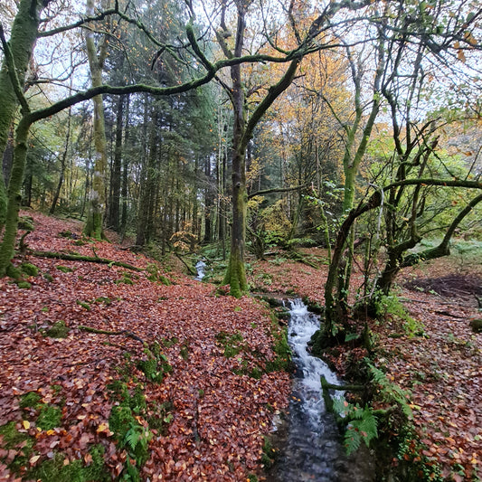 Jewellery collections named after stunningly beautiful pockets of woodlands local to Yalding, Kent